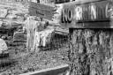 Petrified Forest near Calistoga. JRV